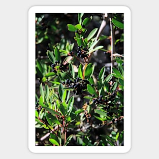 Tasmanian pepper berries Sticker